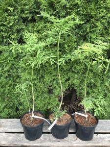 Bez czarny (Sambucus nigra) Golden Tower c3 zdjęcie sadzonki