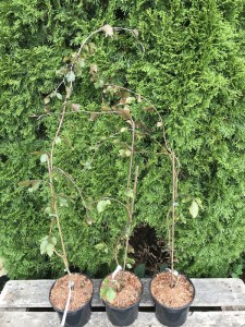 Buk pospolity (Fagus sylvatica) Black Swan c3 zdjęcie 3