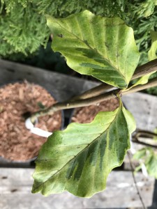 Buk pospolity (Fagus sylvatica) Albovariegata c3 zdjęcie 6