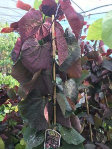 Judaszowiec kanadyjski (Cercis canadensis) Ruby Falls c5 zdjęcie 7