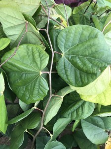 Judaszowiec kanadyjski (Cercis canadensis) Melon Beauty c4 zdjęcie 4