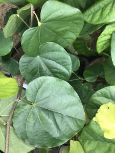 Judaszowiec kanadyjski (Cercis canadensis) Melon Beauty c4 zdjęcie 5