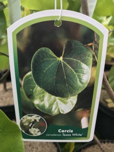 Judaszowiec kanadyjski (Cercis canadensis) Texas c5 zdjęcie 7