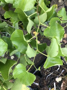 Judaszowiec kanadyjski (Cercis canadensis) Texas c5 zdjęcie 8