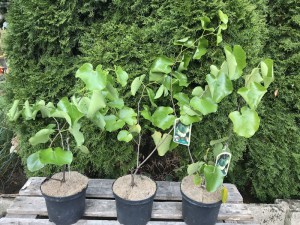 Judaszowiec kanadyjski (Cercis canadensis) Texas c5 zdjęcie sadzonki