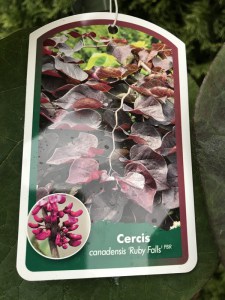 Judaszowiec kanadyjski (Cercis canadensis) Ruby Falls c5 zdjęcie 8