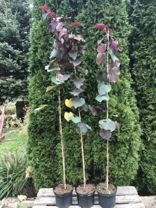 Judaszowiec kanadyjski (Cercis canadensis) Ruby Falls c5 zdjęcie sadzonki