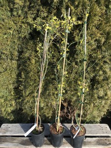 Jaśmin nagokwiatowy (Jasminum nudiflorum) zdjęcie 1
