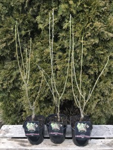 Laburnocytisus Adama (Laburnocytisus adamii) zdjęcie sadzonki