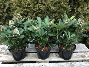 Skimia japońska (Skimmia japonica) Redruth zdjęcie sadzonki