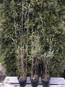 Bambus mrozoodporny (Fargesia nitida) Fargezja lśniąca c3 zdjęcie sadzonki