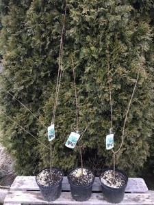Klon strzępiastokory, cynamonowy (Acer griseum) c4 zdjęcie sadzonki