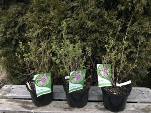 Lilak (Syringa) Bloomerang Bez Pink Perfume c1 zdjęcie sadzonki