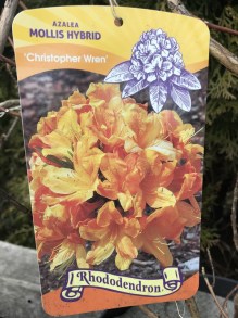 Azalia wielkokwiatowa Christopher Wren zdjęcie 2