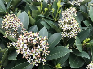Skimia japońska (Skimmia japonica) Redruth zdjęcie 5