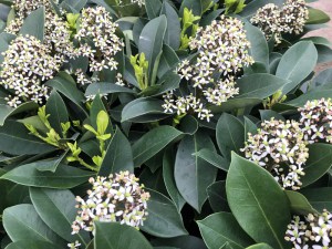 Skimia japońska (Skimmia japonica) Redruth zdjęcie 4