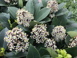 Skimia japońska (Skimmia japonica) Redruth zdjęcie 3