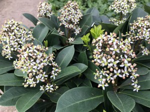 Skimia japońska (Skimmia japonica) Redruth zdjęcie 2