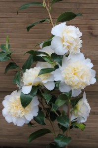 Kamelia japońska (Camelia japonica) Brushfield Yellow c2 zdjęcie 7