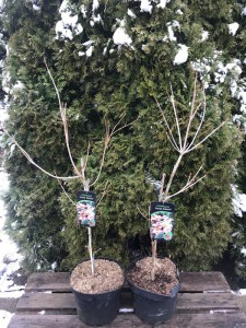Dereń kousa (Cornus kousa) Satomi c10 zdjęcie sadzonki