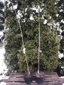Złotokap Waterera (Laburnum watereri) Vossii c5 zdjęcie sadzonki