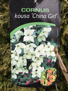 Dereń kousa odm. chińska (Cornus kousa var. chinensis) China Girl zdjęcie 7