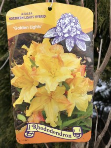 Azalia wielkokwiatowa (Azalea) Golden Light c3 zdjęcie 2