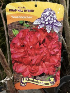 Azalia wielkokwiatowa (Azalea) Feuerkopfen c3 zdjęcie 2
