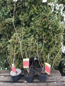 Azalia wielkokwiatowa (Azalea) Feuerkopfen c3 zdjęcie sadzonki