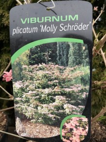 Kalina japońska (Viburnum plicatum) Molly Schroeder c5 zdjęcie 6