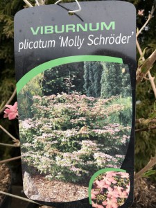 Kalina japońska (Viburnum plicatum) Molly Schroeder c5 zdjęcie 6