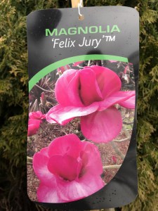 Magnolia Felix Jury c5 zdjęcie 5
