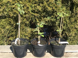Paulownia puszysta (Paulownia tomentosa) c2 zdjęcie sadzonki