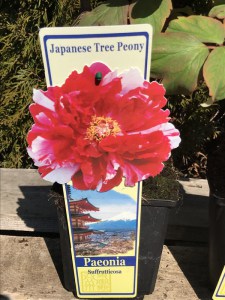 Piwonia drzewiasta (Paeonia suffruticosa) odm. chińska czerwono-biała zdjęcie 3