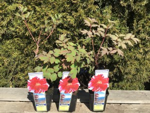 Piwonia drzewiasta (Paeonia suffruticosa) odm. chińska czerwono-biała zdjęcie sadzonki