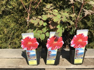 Piwonia drzewiasta (Paeonia suffruticosa) odm. chińska czerwono-biała zdjęcie 4