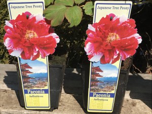 Piwonia drzewiasta (Paeonia suffruticosa) odm. chińska czerwono-biała zdjęcie 2