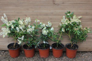 Pieris japoński (Pieris japonica) Debutante zdjęcie 1