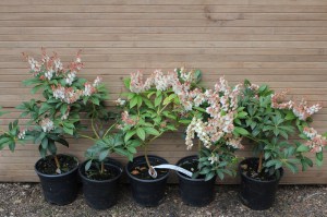Pieris japoński (Pieris japonica) Cupido zdjęcie sadzonki