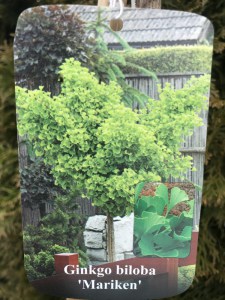Miłorząb japoński (Ginkgo biloba) Mariken na pniu c7 zdjęcie 6