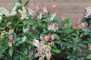 Pieris japoński (Pieris japonica) Cupido zdjęcie 2