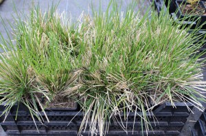 Śmiałek darniowy (Deschampsia cespitosa) c2 zdjęcie sadzonki 1