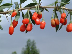 Jagody Goji (Lycium barbarum) XXL sadzonka zdjęcie 2