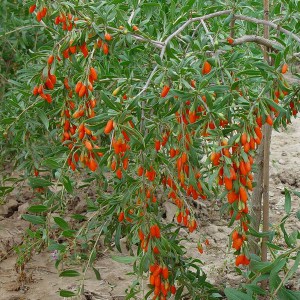 Jagody Goji (Lycium barbarum) XXL sadzonka zdjęcie 1