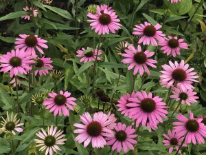 Jeżówka purpurowa (Echinacea) Fountain Light Purple zdjęcie 2