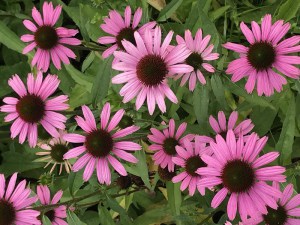 Jeżówka purpurowa (Echinacea) Fountain Light Purple zdjęcie 3