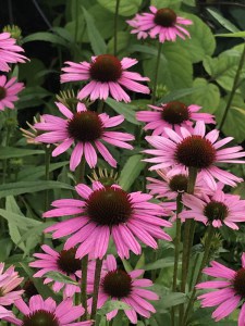Jeżówka purpurowa (Echinacea) Fountain Light Purple zdjęcie 4