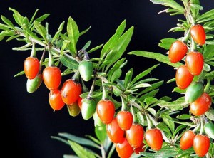 Jagody Goji (Lycium barbarum) XXL sadzonka zdjęcie 3