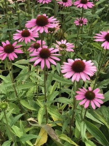 Jeżówka purpurowa (Echinacea) Fountain Light Purple zdjęcie 5
