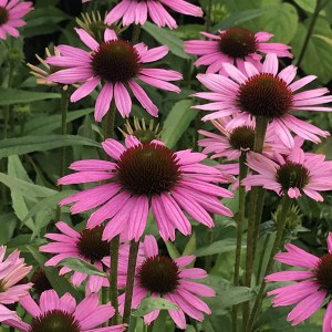 Jeżówka purpurowa (Echinacea) Fountain Light Purple zdjęcie 6